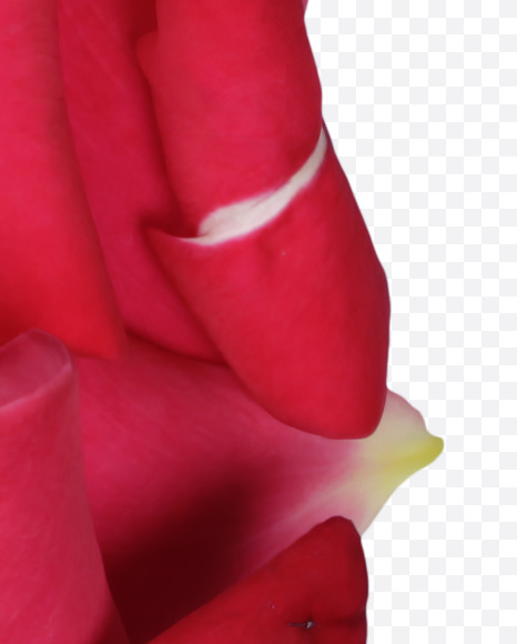 Letter J from Red Rose Petals Font on Yellow Images Creative Fonts - S36994