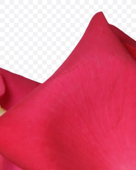 Letter P from Red Rose Petals Font on Yellow Images Creative Fonts - S37000