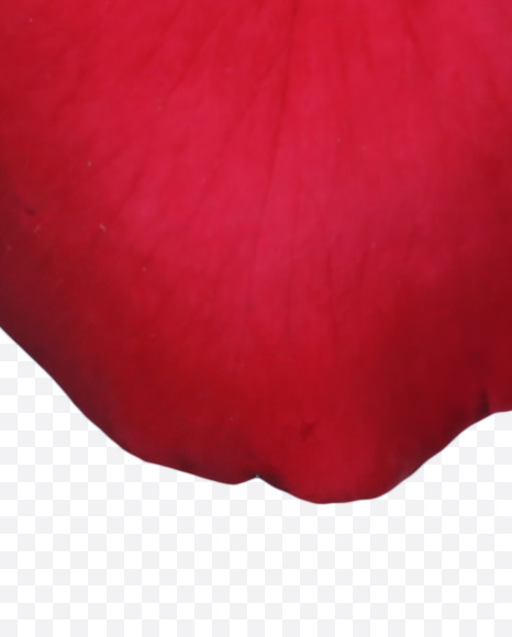 Letter M from Red Rose Petals Font on Yellow Images Creative Fonts - S36997