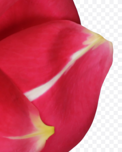 8 from Red Rose Petals Font on Yellow Images Creative Fonts - S37018
