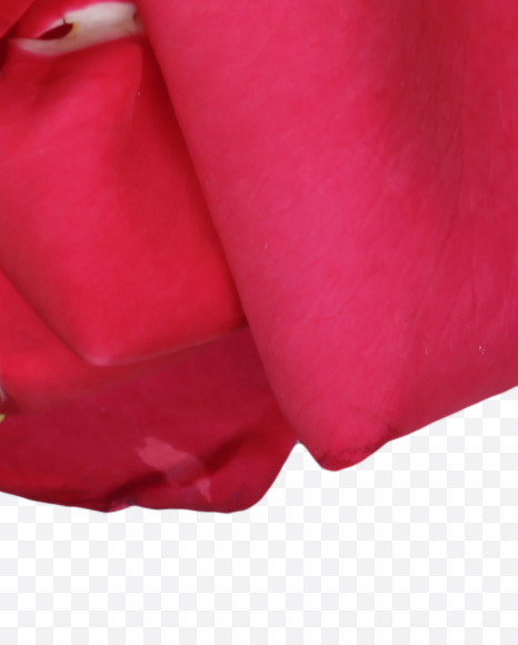 Letter E from Red Rose Petals Font on Yellow Images Creative Fonts - S36989