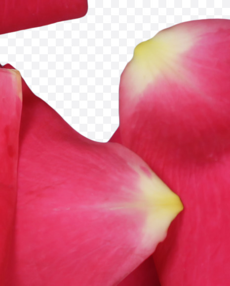 & from Red Rose Petals Font on Yellow Images Creative Fonts - S37025