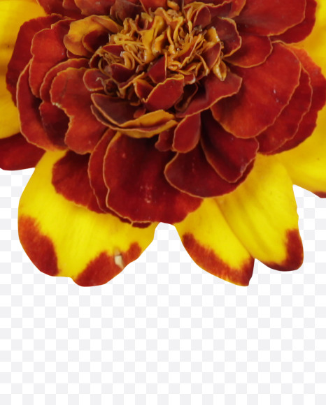 Letter O from Red Flowers Font on Yellow Images Creative Fonts - S37126