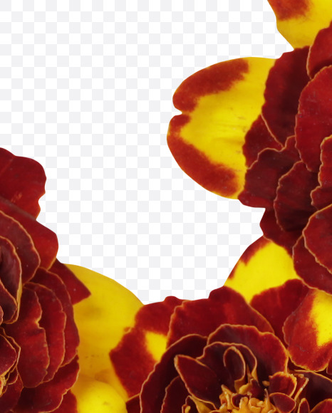 Letter X from Red Flowers Font on Yellow Images Creative Fonts - S37135