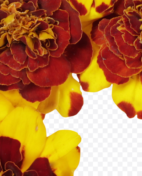 $ from Red Flowers Font on Yellow Images Creative Fonts - S37153