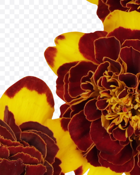 0 from Red Flowers Font on Yellow Images Creative Fonts - S37147