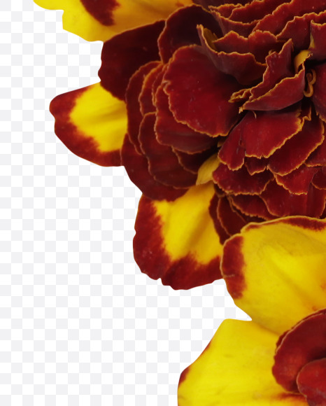 Letter V from Red Flowers Font on Yellow Images Creative Fonts - S37133