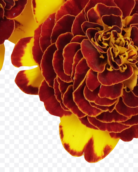 Letter G from Red Flowers Font on Yellow Images Creative Fonts - S37118