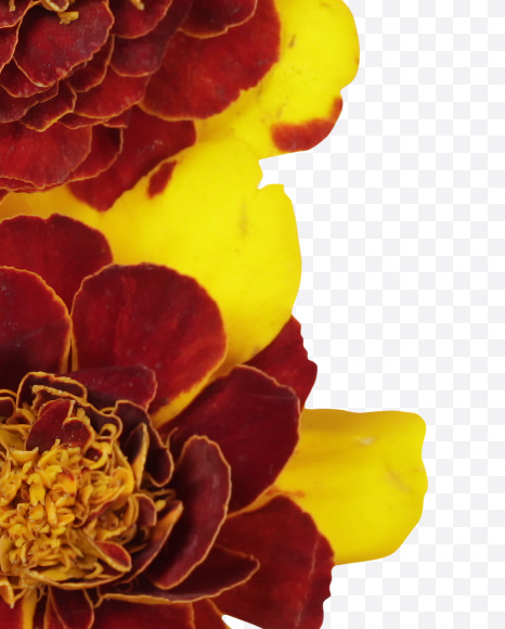 Letter U from Red Flowers Font on Yellow Images Creative Fonts - S37132