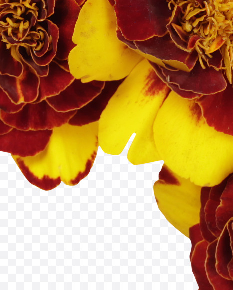 Letter T from Red Flowers Font on Yellow Images Creative Fonts - S37131