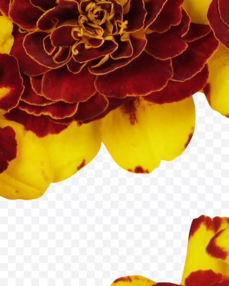 3 from Red Flowers Font on Yellow Images Creative Fonts - S37140