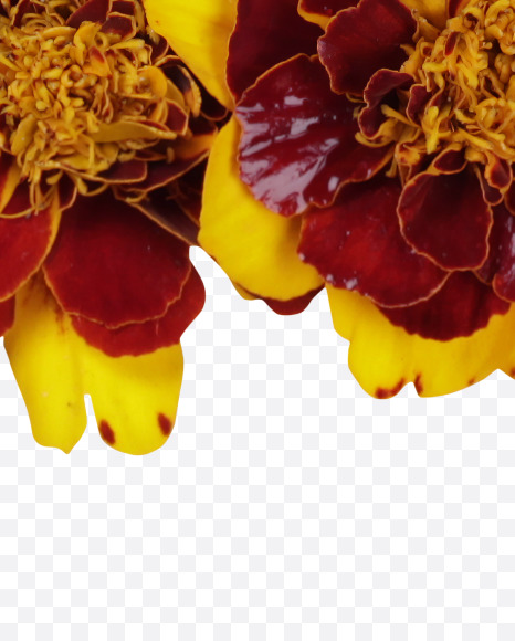 Letter E from Red Flowers Font on Yellow Images Creative Fonts - S37116