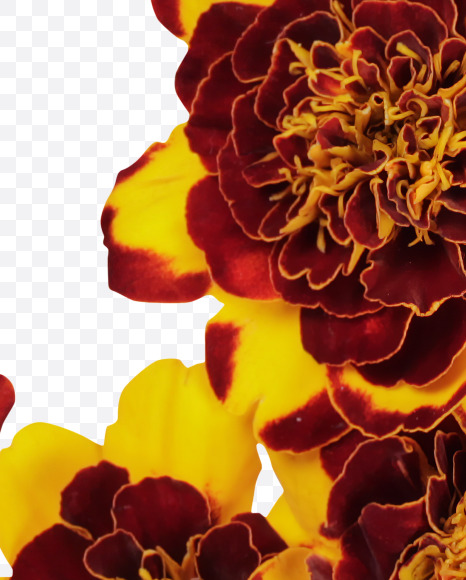 Letter Q from Red Flowers Font on Yellow Images Creative Fonts - S37128