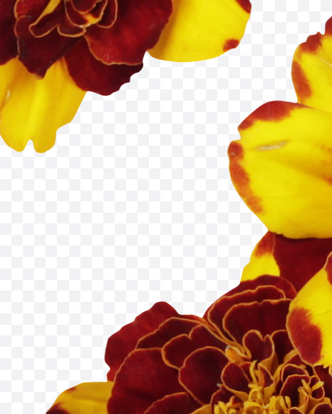 % from Red Flowers Font on Yellow Images Creative Fonts - S37154