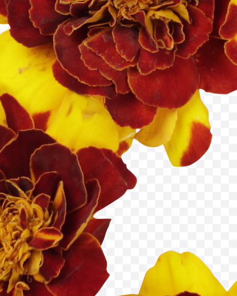 9 from Red Flowers Font on Yellow Images Creative Fonts - S37146