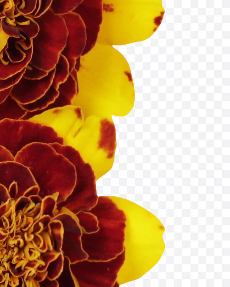 Letter I from Red Flowers Font on Yellow Images Creative Fonts - S37120