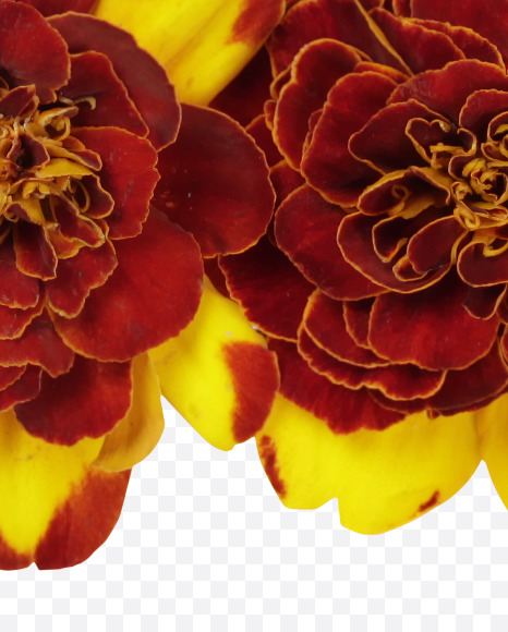 4 from Red Flowers Font on Yellow Images Creative Fonts - S37141