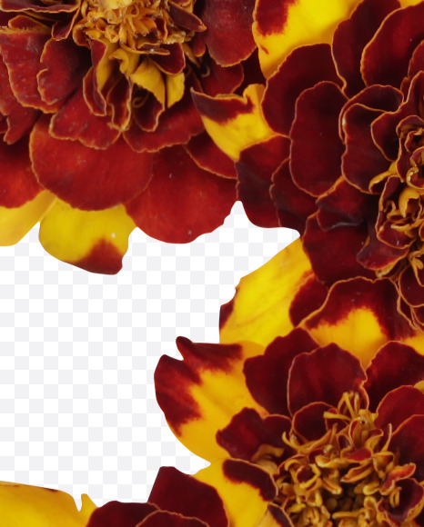 symbols from Red Flowers Font on Yellow Images Creative Fonts - S37156