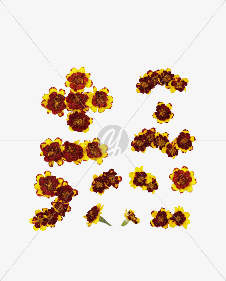 symbols from Red Flowers Font on Yellow Images Creative Fonts - S37156