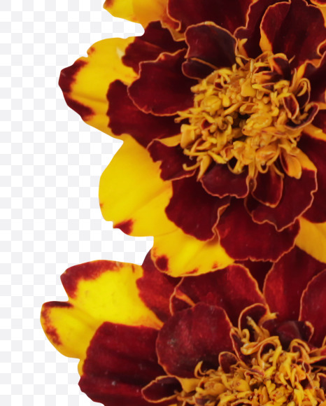 Letter N from Red Flowers Font on Yellow Images Creative Fonts - S37125
