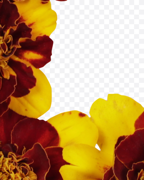 Letter L from Red Flowers Font on Yellow Images Creative Fonts - S37123