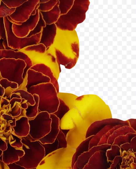 8 from Red Flowers Font on Yellow Images Creative Fonts - S37145