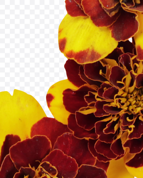Letter B from Red Flowers Font on Yellow Images Creative Fonts - S37113
