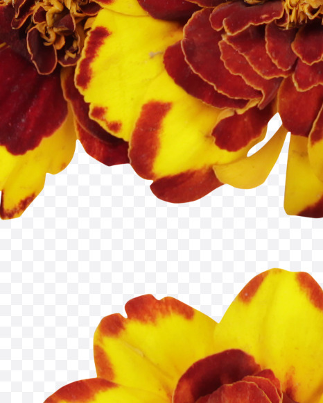 Letter Z from Red Flowers Font on Yellow Images Creative Fonts - S37137