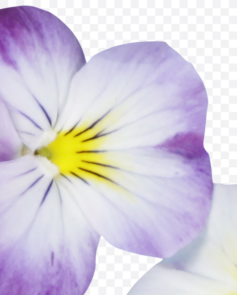 symbols from Pansy Font on Yellow Images Creative Fonts - S37203