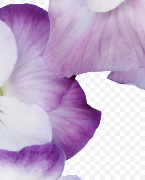 Letter C from Pansy Font on Yellow Images Creative Fonts - S37160