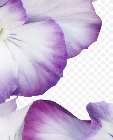 2 from Pansy Font on Yellow Images Creative Fonts - S37185