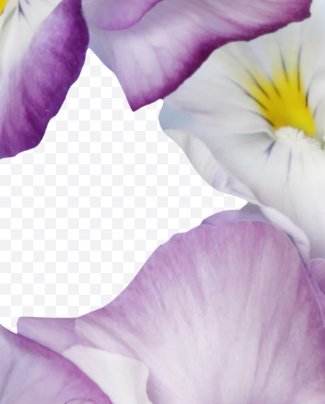 3 from Pansy Font on Yellow Images Creative Fonts - S37186