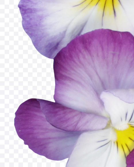 8 from Pansy Font on Yellow Images Creative Fonts - S37191