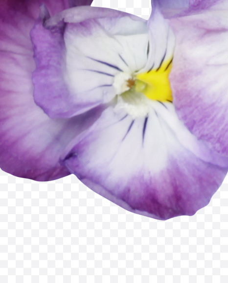 Letter Z from Pansy Font on Yellow Images Creative Fonts - S37183
