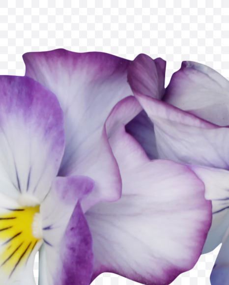 Letter R from Pansy Font on Yellow Images Creative Fonts - S37175