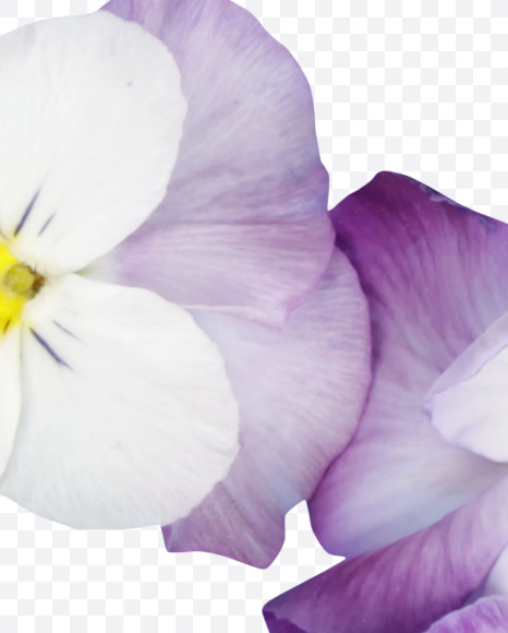6 from Pansy Font on Yellow Images Creative Fonts - S37189