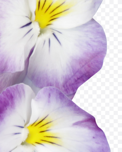 Letter M from Pansy Font on Yellow Images Creative Fonts - S37170