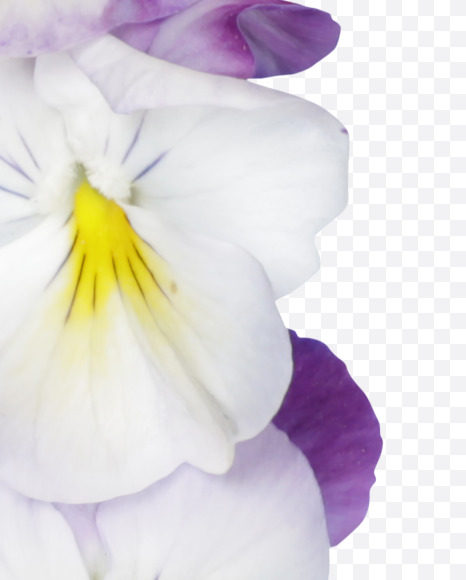 Letter L from Pansy Font on Yellow Images Creative Fonts - S37169