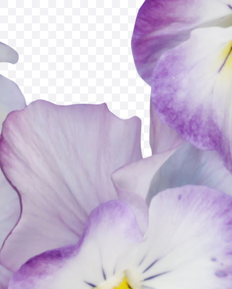 Letter W from Pansy Font on Yellow Images Creative Fonts - S37180