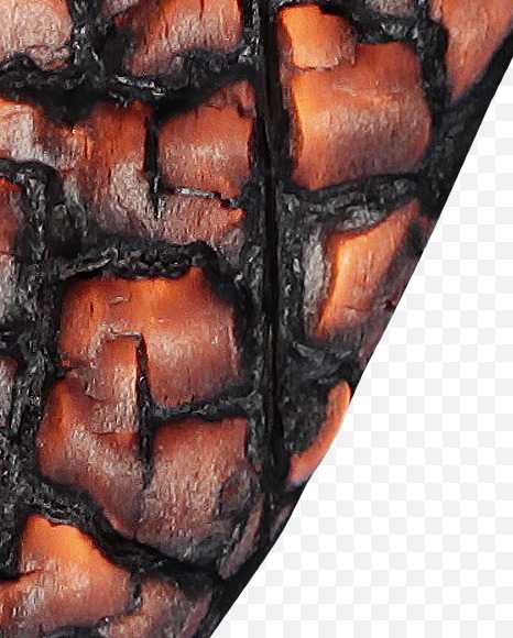 Letter Z from Burned Wood Font on Yellow Images Creative Fonts - S37416