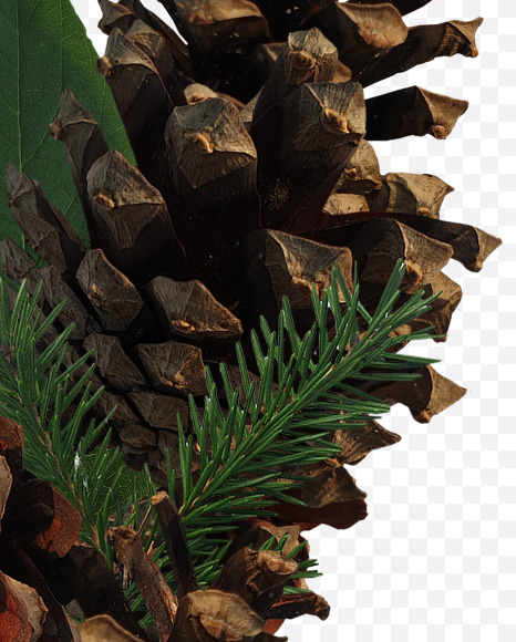 Letter Q from Forest motives on Yellow Images Creative Fonts - S37633