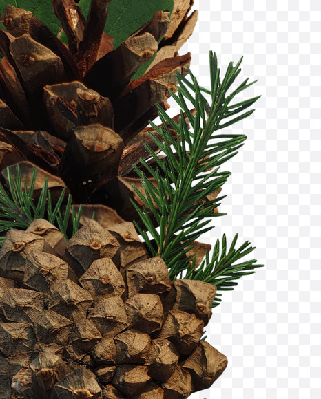 Letter U from Forest motives on Yellow Images Creative Fonts - S37637