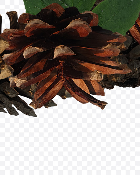 3 from Forest motives on Yellow Images Creative Fonts - S37646