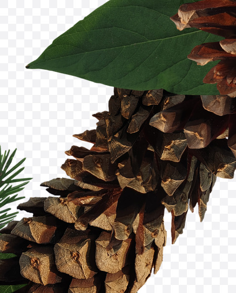 Letter Z from Forest motives on Yellow Images Creative Fonts - S37642