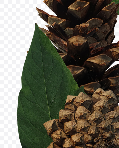 Letter D from Forest motives on Yellow Images Creative Fonts - S37620