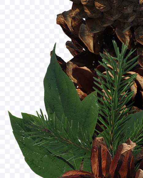 Letter K from Forest motives on Yellow Images Creative Fonts - S37627