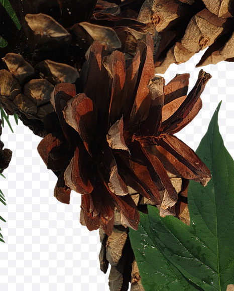 Letter R from Forest motives on Yellow Images Creative Fonts - S37634