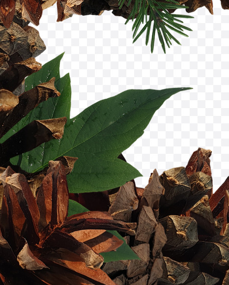 5 from Forest motives on Yellow Images Creative Fonts - S37648