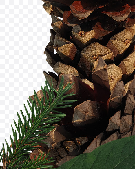 0 from Forest motives on Yellow Images Creative Fonts - S37643