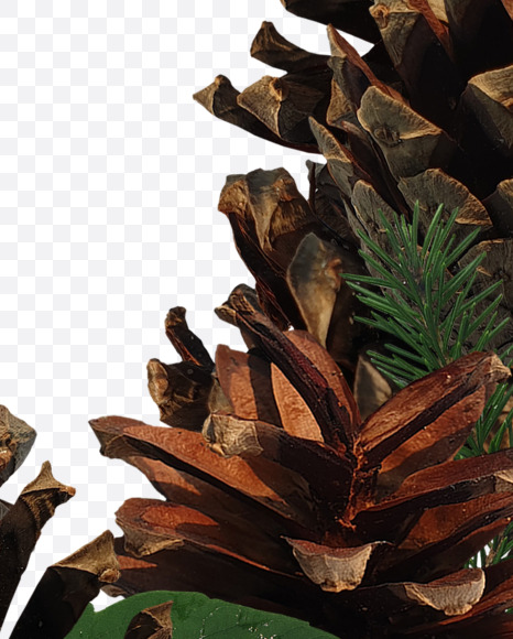 Letter V from Forest motives on Yellow Images Creative Fonts - S37638